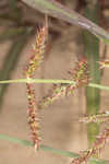 Barnyard grass